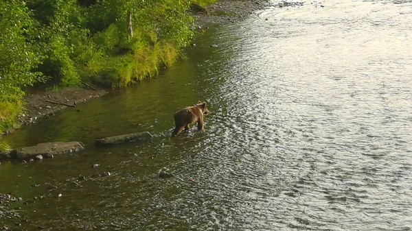 Sommer Grizzly Bären Alaska — Stockfoto