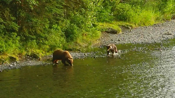 Sommer Grizzly Bären Alaska — Stockfoto