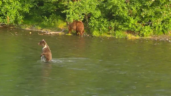 Sommar Grizzlybjörnar Alaska — Stockfoto