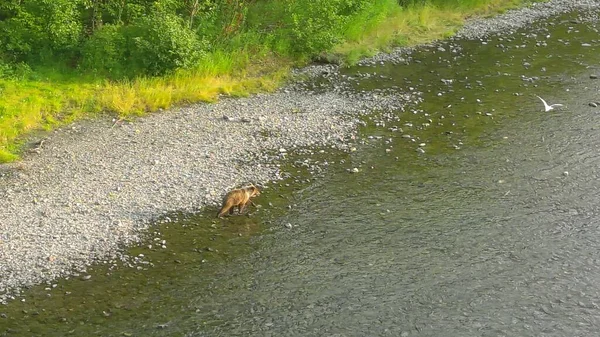 Nyári Grizzly Medvék Alaszkában — Stock Fotó