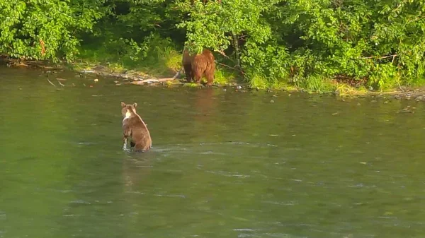 Summer Grizzly Bears Alaska — Stock Photo, Image
