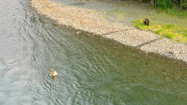 Sommer Grizzly Bären Alaska — Stockfoto