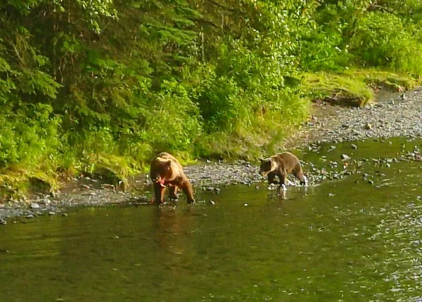 Sommer Grizzly Bären Alaska — Stockfoto