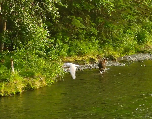 Sommer Grizzly Bären Alaska — Stockfoto