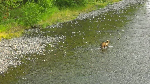 Sommer Grizzly Bären Alaska — Stockfoto