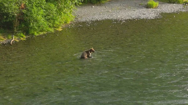 Summer Grizzly Bears Alaska — Stock Photo, Image