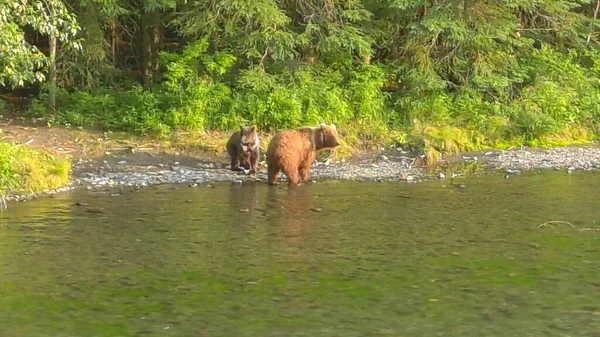 Orsi Grizzly Estivi Alaska — Foto Stock