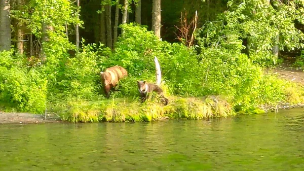 Sommer Grizzly Bären Alaska — Stockfoto