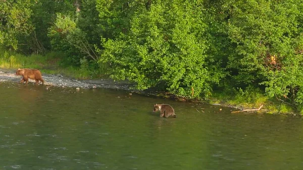 Summer grizzly bears in Alaska