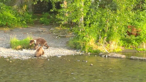 Sommer Grizzly Bären Alaska — Stockfoto