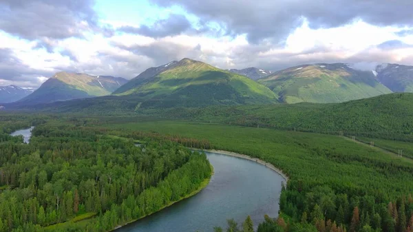 Летние Медведи Гризли Аляске Лицензионные Стоковые Фото