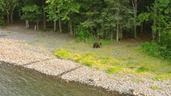 Καλοκαιρινές Αρκούδες Γκρίζλι Στην Αλάσκα Εικόνα Αρχείου