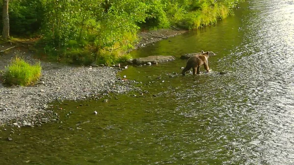 Καλοκαιρινές Αρκούδες Γκρίζλι Στην Αλάσκα Εικόνα Αρχείου