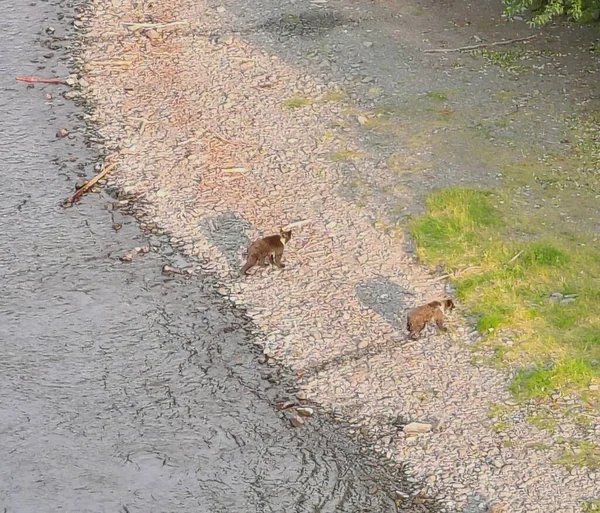 Ursos Pardos Verão Alasca Fotos De Bancos De Imagens