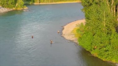 Alaska 'da yaz boz ayıları. 