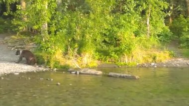 Alaska 'da yaz boz ayıları. 