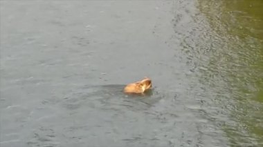 Alaska 'da yaz boz ayıları. 