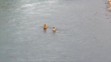 Alaska 'da yaz boz ayıları. 