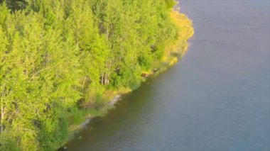 Alaska 'da yaz boz ayıları. 