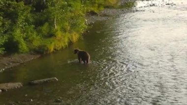 Alaska 'da yaz boz ayıları. 