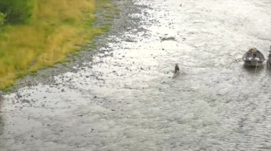 Alaska 'da yaz boz ayıları. 
