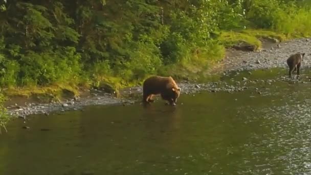 Летние Медведи Гризли Аляске — стоковое видео