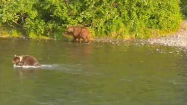Alaska 'da yaz boz ayıları. 