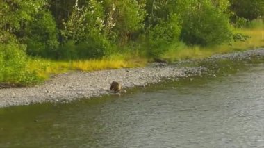 Alaska 'da yaz boz ayıları. 