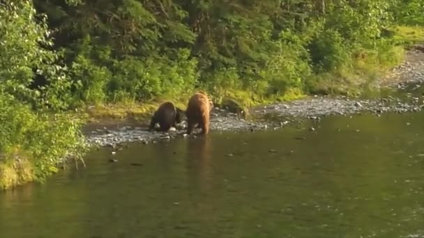 Sommer Grizzly Bären Alaska — Stockvideo