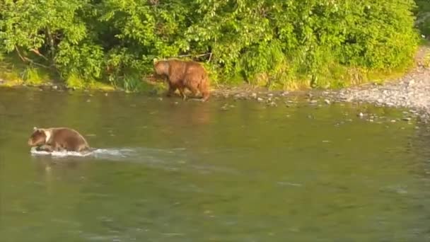 Sommer Grizzly Bären Alaska — Stockvideo