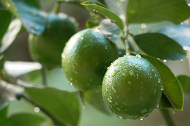 Ağaçta yeşil limon