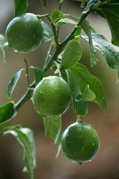 green lemon, lemon, tree, leaf, organic, natural