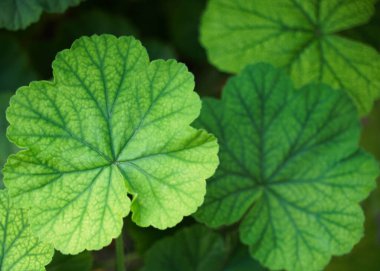 Yaprak, doğa, su, yeşil, arkaplan, doku, yakın plan, yaşam