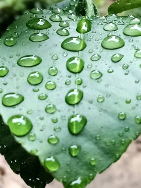 su damlaları, yaprak, doğa, damlalar, su, yağmur damlaları, yeşil, arkaplan, doku, kapat