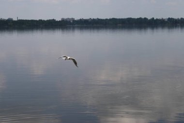 Martılar geniş bir nehir su üzerinde
