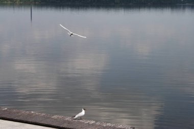Martılar geniş bir nehir su üzerinde