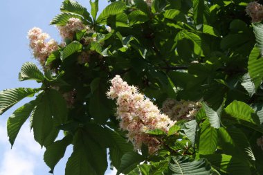 Önümüzdeki çiçekli kestane üzerinde
