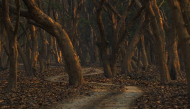 Orman pobitara yaban hayatı kutsal Assam Hindistan adlı bir görünüm