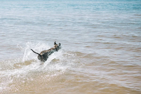 Dog running on the Beach with a Stick. American staffordshire terrier