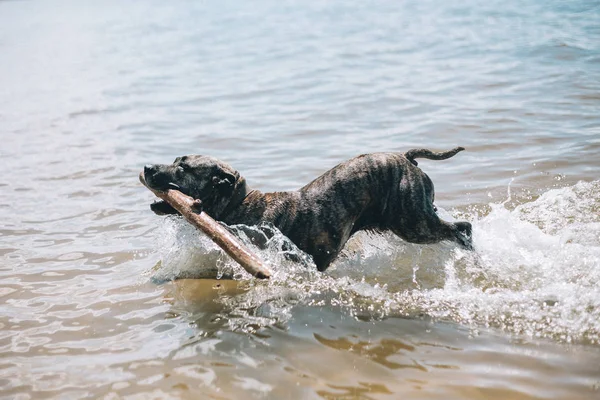 Dog running on the Beach with a Stick. American staffordshire terrier