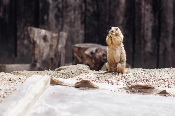 Prairie dog standing upright on the ground. Summer — Stock Photo, Image