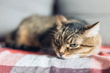 Kanepede yatan kahverengi tekir dostu kedi