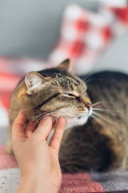 Mutlu kedi elle okşamaktan memnun.