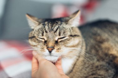 Mutlu kedi elle okşamaktan memnun.