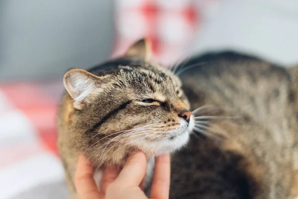 Happy cat is pleased with hand stroking