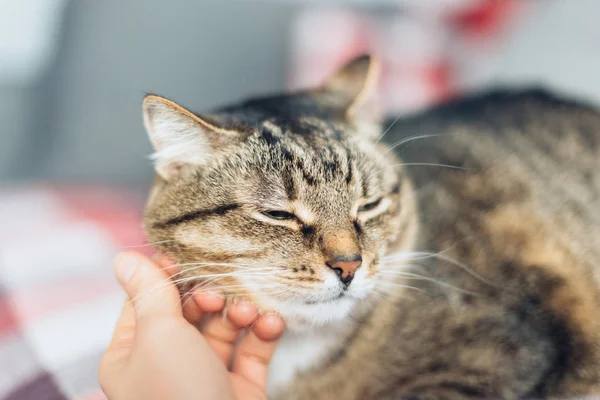 Happy cat is pleased with hand stroking