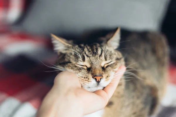 Happy cat is pleased with hand stroking