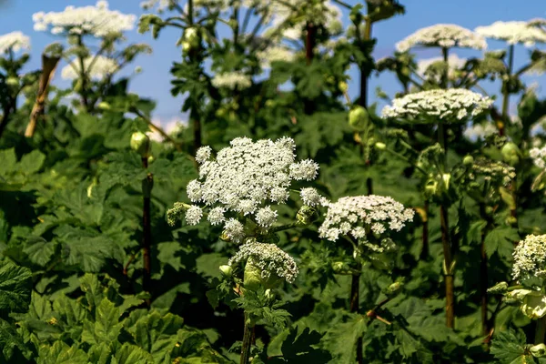 Zöld Mező Virágos Növények Medvetalp Sosnowski Emberre Veszélyes Üzem Heracleum — Stock Fotó