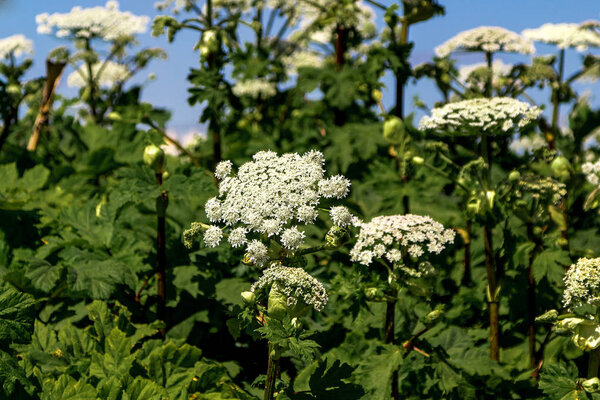green field of flowering plants Hogweed Sosnowski. dangerous plant for humans. heracleum