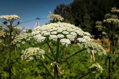 Giant Hogweed plant Hogweed Sosnowski, growing in the field, Heracleum manteggazzianum clipart